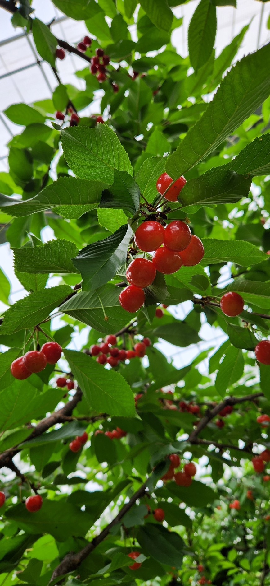 さくらんぼ🍒