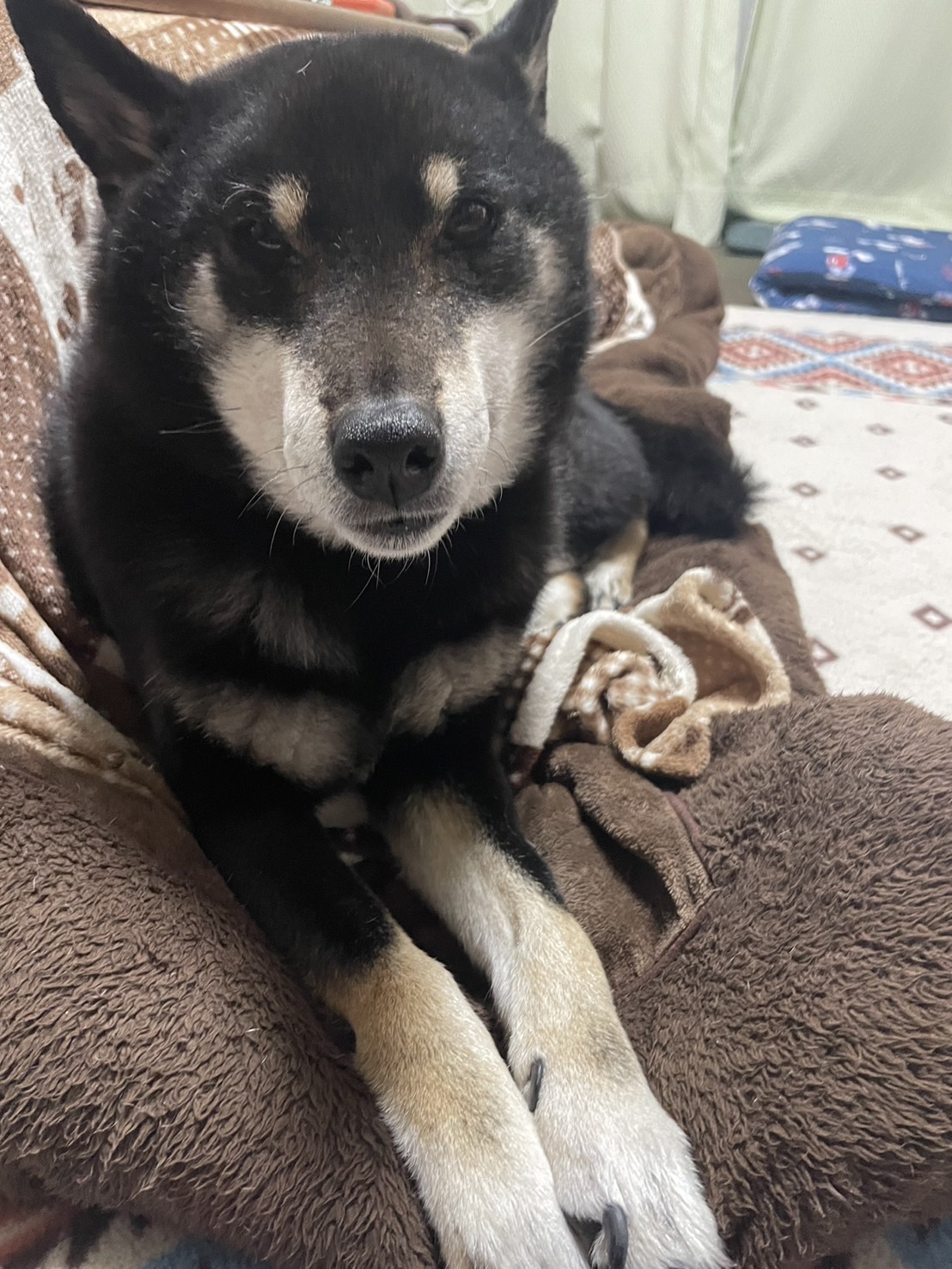 我が家の番犬コタロー